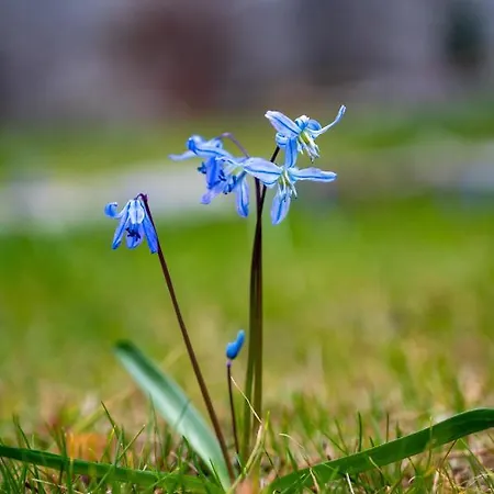 Chalet Ostoya Sulistrowiczki