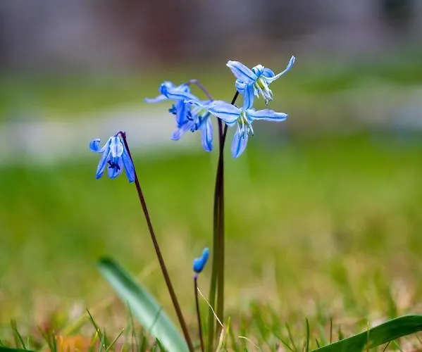 Chalet Ostoya Sulistrowiczki